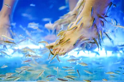 fish spa houston|oak therapy spa fish.